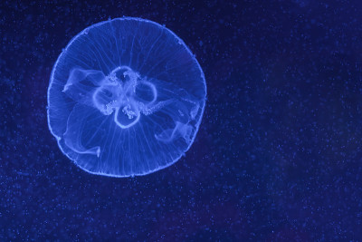 水母，在水族馆里游泳的月亮水母。