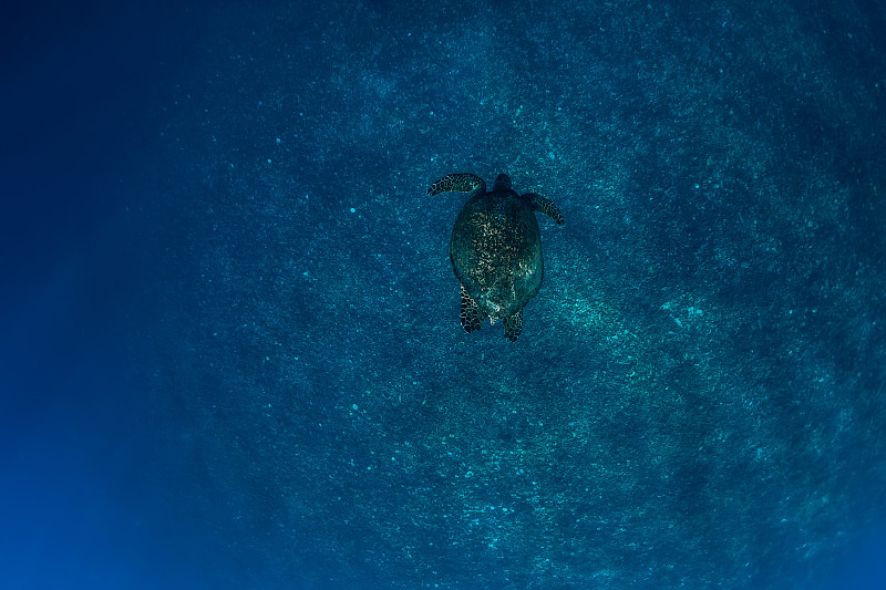 海龟在海里滑行。水下美丽的绿色海龟