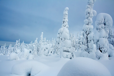 令人难以置信的白雪覆盖的森林在蓝天的背景下。
