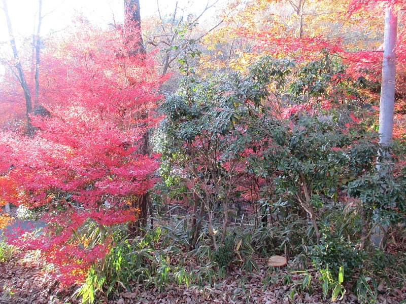 深秋的熊本县小国镇美丽的里山秋叶