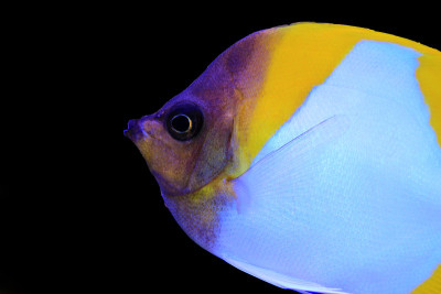 金字塔蝴蝶鱼，水族馆里美丽的热带鱼
