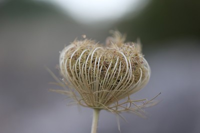 野胡萝卜花