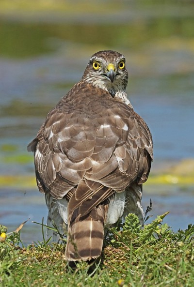 欧亚Sparrowhawk