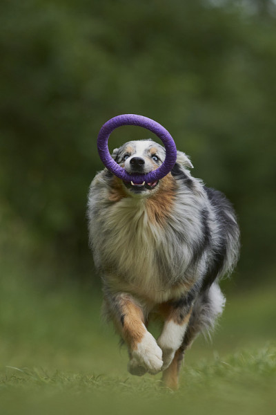 澳大利亚牧羊犬