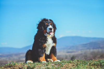 伯尔尼山地犬小狗