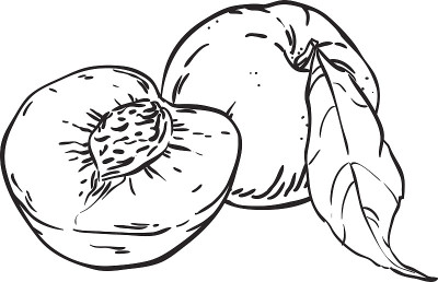 桃子手绘素描插图
