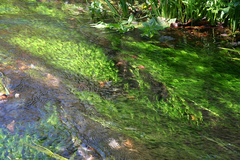 日本高地河流，水生植物