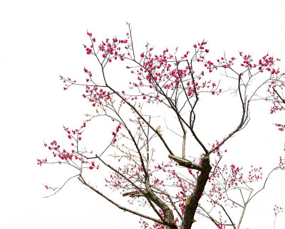 梅花