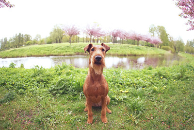 春天，一只年轻的爱尔兰梗犬在城市公园的草地上摆姿势。广角视图