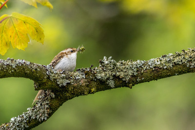 Treecreeper (Certhia familiaris)