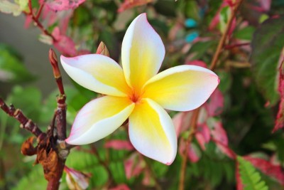 花