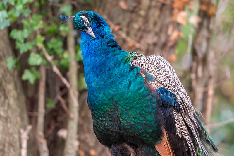 印度孔雀(Pavo cristatus)肖像