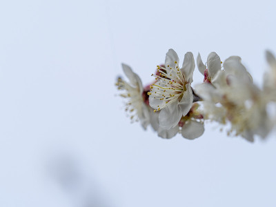 梅花