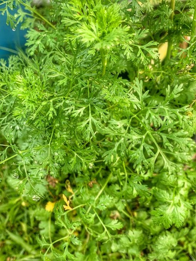 香菜