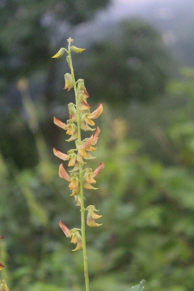 公园里美丽的花