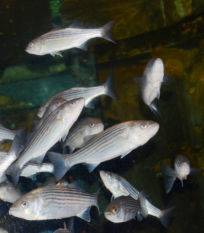水族馆鱼类