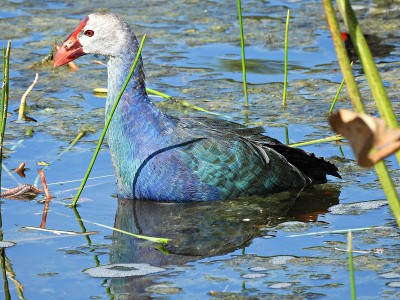 在佛罗里达湿地觅食的灰头沼泽鹬(Porphyrio policephalus)