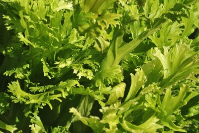 美丽的Platycerium