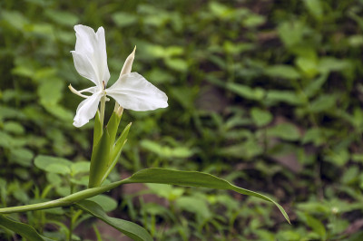 蝴蝶姜百合是一种美丽而芬芳的花，原产于东印度。