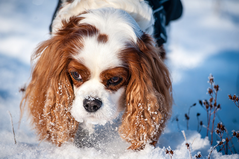 嗅着布伦海姆骑士查尔斯国王长着雪白耳朵的猎犬