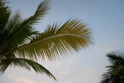 椰子树与云天，美丽的热带背景。
