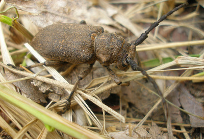 Bug甲虫伐木工人。近距离看大甲虫。宏观照片。