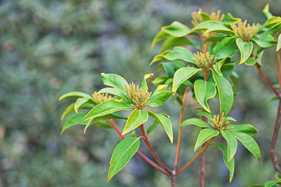 Kalmia
