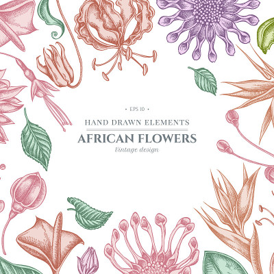 花的设计与柔和的非洲雏菊，紫红色，荣耀，国王protea，红掌，斯特雷奇