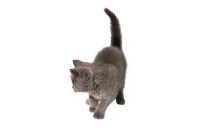 英国短毛小猫看着孤立的白色