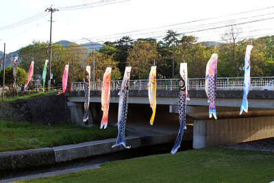 别府日本锦鲤飞鱼节的特写镜头