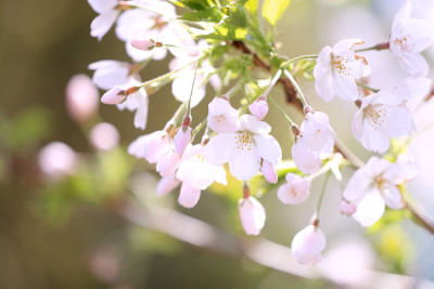 樱花