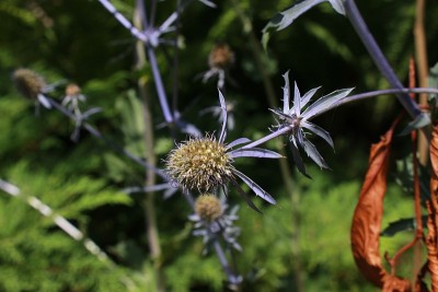 蓝色“塞尔维亚海冬青”花- Eryngium Serbicum Pancic