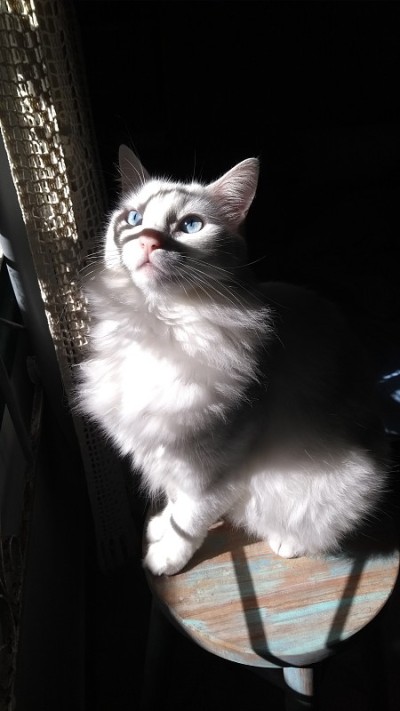 土耳其安哥拉猫