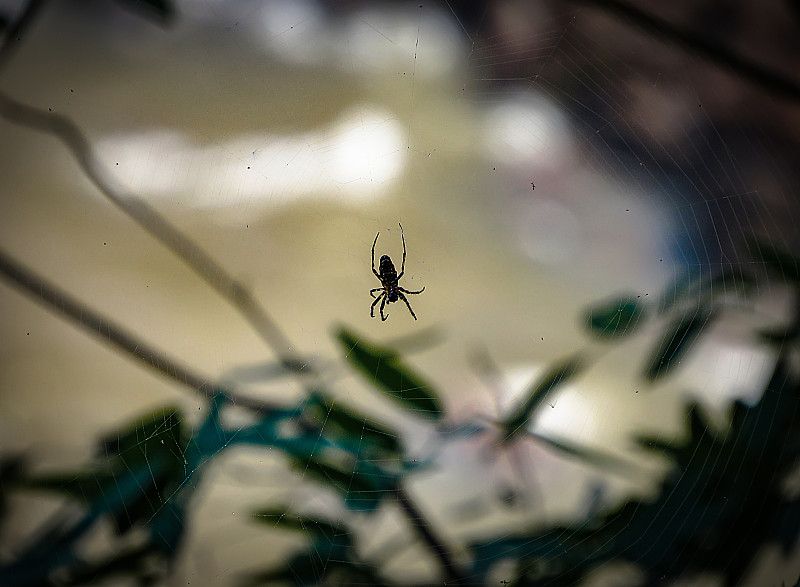 雄性金球网蜘蛛(Nephila clavipes)，也称为香蕉蜘蛛，站在它的网上