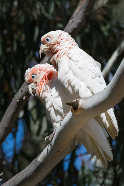 长比尔的Corellas