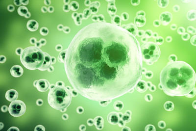 绿色背景是人类细胞或动物。生活和生物学