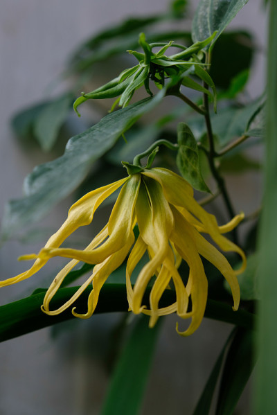 近距离观察香蕉叶和花。