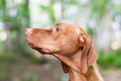 凝视维希拉猎犬狗