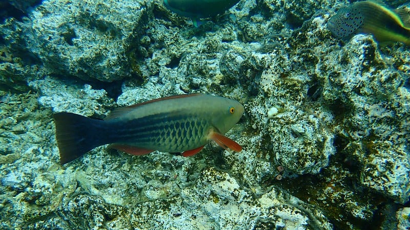 红鳍鹦嘴鱼，六带或六带鹦嘴鱼，蛭形鹦嘴鱼(带鳃鹦嘴鱼)雌性海底，红海