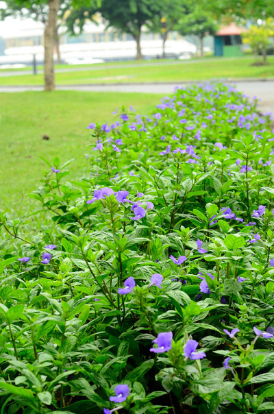 蓝色夏威夷花(Otacanthus bluelleus)