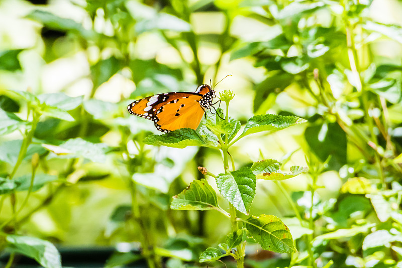 普通虎蝶(Danaus Chrysippus)