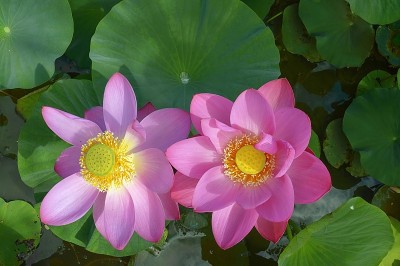 池塘上的荷花