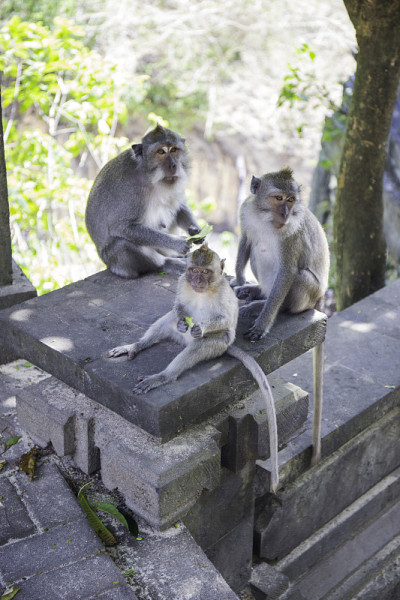 猴子在印度教寺庙的柱子上吃东西