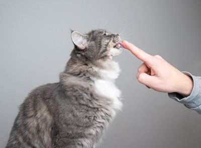 猫影棚拍摄