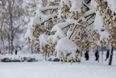由于2021年1月的菲洛梅娜风暴，马德里的街道和公园被大雪覆盖