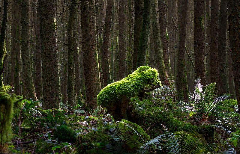 Forest-scape