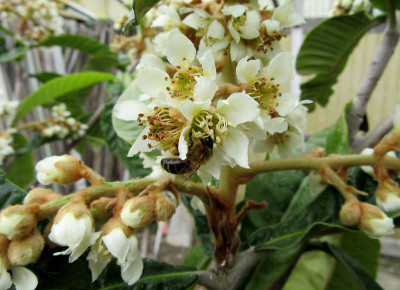蜜蜂在花枇杷上