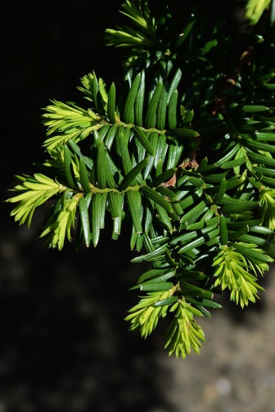 发芽的Torreya