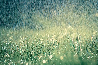 夏日清晨的雨