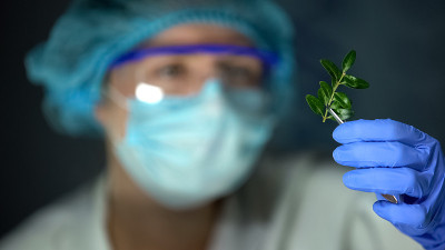 生物研究员分析绿色植物样本人为对自然的影响